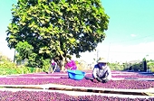 Coffee exports will flourish this year