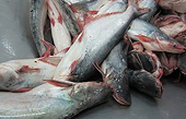 Vietnam asks Cambodia to reverse catfish import ban