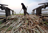 Vietnam announces plans to impose antidumping duty on Thai sugar