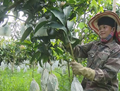 US increases imports of Vietnamese mangoes