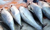 Tuna exports surge 15% over Q1