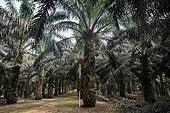 Malaysia to escalate EU palm oil dispute at WTO