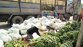 Vietnam, China to speed up customs clearance for fresh fruits