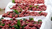 Australia - a promising export market for fresh Vietnamese lychees