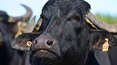 India wants Cambodia to end meat ban