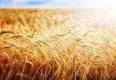 Vietnam emerges as an important barley market for Australia
