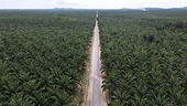 Lower palm oil tariffs come into effect too boost sales