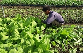 Australia – a potential market for Vietnamese organic agricultural products