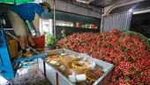 Bolstering agricultural growth amid COVID-19 pandemic