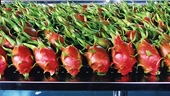 Vietnamese dragon fruit gains favour in Australia