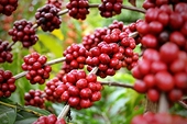 Product quality key to boosting coffee exports to North Europe