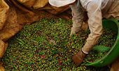 Global coffee market disrupted by Vietnam restrictions