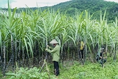 VSSA requests investigation on trade remedies evasion into Thai cane sugar