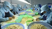 Vietnam enjoys export potential to Turkish market