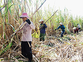 Vietnam - Anti-circumvention measures on cane sugar (AC02.AD13-AS01)
