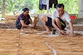 Potentials and challenges ahead for the cinnamon industry