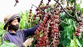 Coffee market grows with difficulties but still sees many opportunities