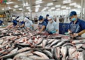 Basa fish industry may lack material for export processing next year