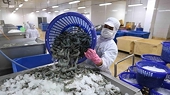 Shrimp remains Vietnam’s largest currency earner among fishery products