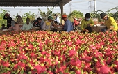 Urgently seeking consumption market for dragon fruit