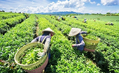 Vietnamese tea enjoys surge in Taiwanese market