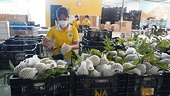 Việt Nam gains strong growth in veg, fruit exports in January