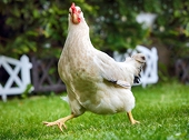 South Africa imposes provisional anti-dumping duties on chicken imports