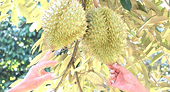 Việt Nam expects official export of durian to China