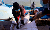 Russia-Ukraine crisis cuts Vietnam's seafood exports