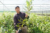 Vietnam’s macadamia export to hit $2.5 billion by 2050