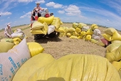 Việt Nam’s rice exports signal a favourable year in 2022