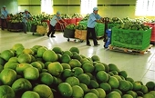 Opening for Vietnamese pomelo and lemon to enter NZ market
