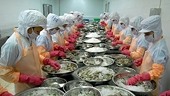Vietnam’s shrimp exports projected to continue growing