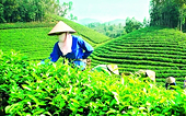 Tea exports to Taiwan: The proportion is overwhelming, and the value is not commensurate