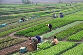 Keys for Vietnamese farming products enter China