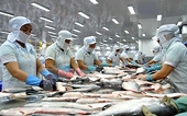 Six more VN pangasius processors eligible to export to US
