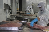 Tuna exports to many markets increase dramatically