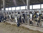 Canada’s dairy tariff rate quotas under fire again: New Zealand and the U.S. challenge Canada’s import controls