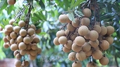 Vietnam finalises procedures to export longan to Japan