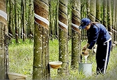 Market trend changes and how to export rubber sustainably?