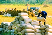 Vietnamese rice exports need diverse markets