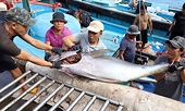Tuna exports jump by 56 percent in H1