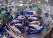 Tra fish exporters earn big thanks to high price rise