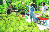 Exporting durian to China: Quality determines success