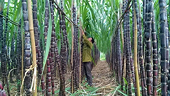 Trade remedies imposed on sugar imports from five ASEAN countries