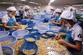 Promoting exports of cashew nuts to key markets