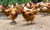 South Africa suspends anti-dumping duty on Brazilian chicken