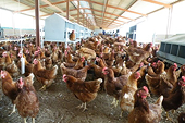 Poultry dumping continues to negatively affect the South Africa economy