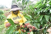UKVFTA leads to surge in Vietnamese coffee exports to UK