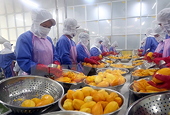 Vietnam’s quest to turn fruit export potential into power